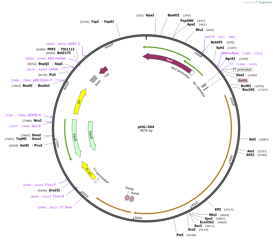 104733-plasmid-map-sequence-id-205495