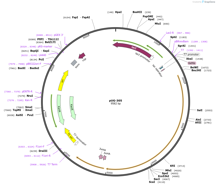 104734-plasmid-map-sequence-id-205497