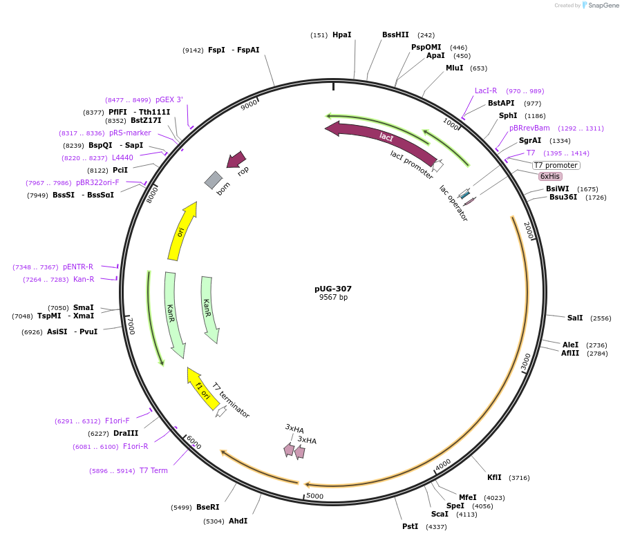 104736-plasmid-map-sequence-id-205500