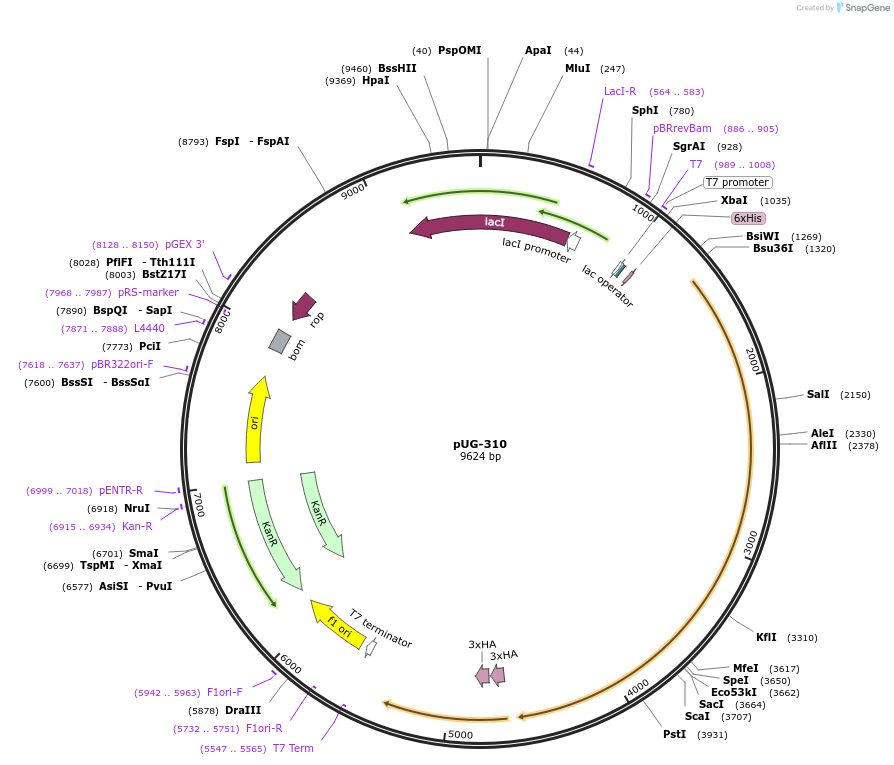 104739-plasmid-map-sequence-id-205503