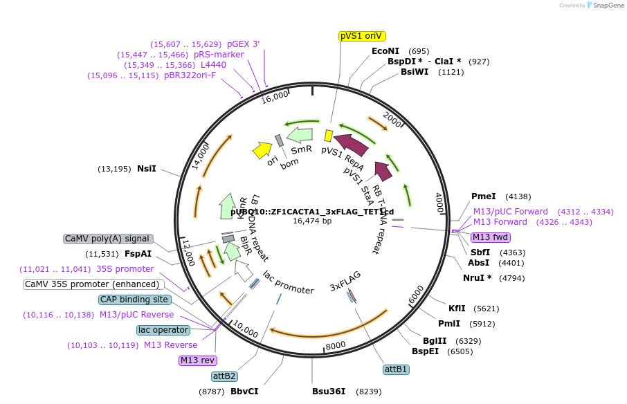 106434-plasmid-map-sequence-id-205507