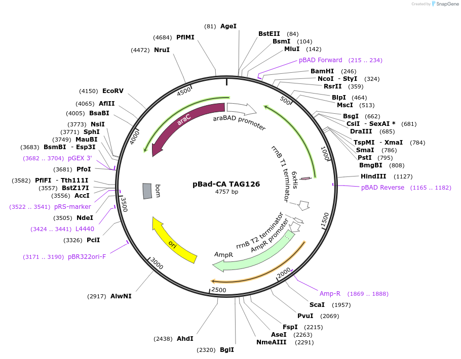 105836-plasmid-map-sequence-id-205516