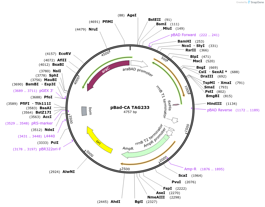 105838-plasmid-map-sequence-id-205520