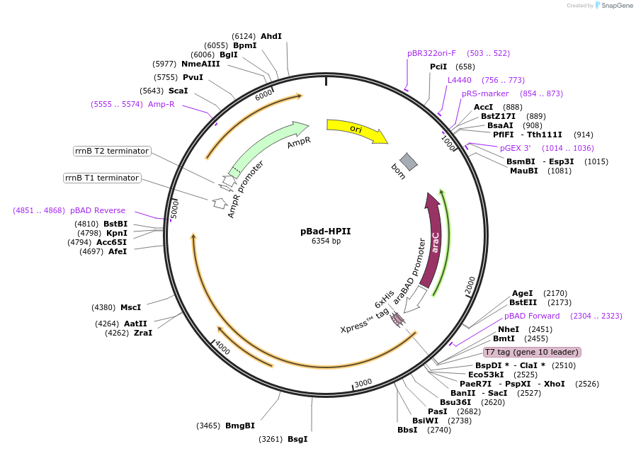 105839-plasmid-map-sequence-id-205523