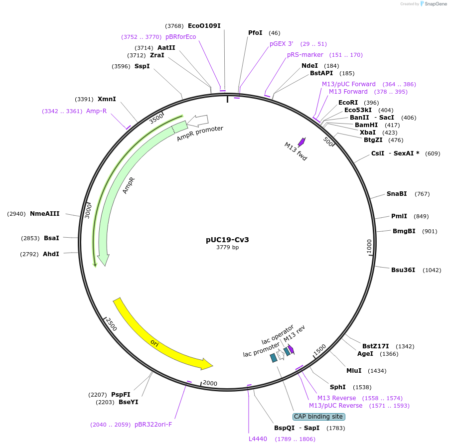 99351-plasmid-map-sequence-id-205529