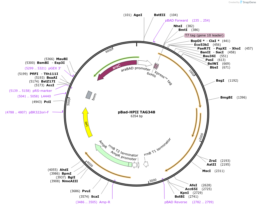 105844-plasmid-map-sequence-id-205537