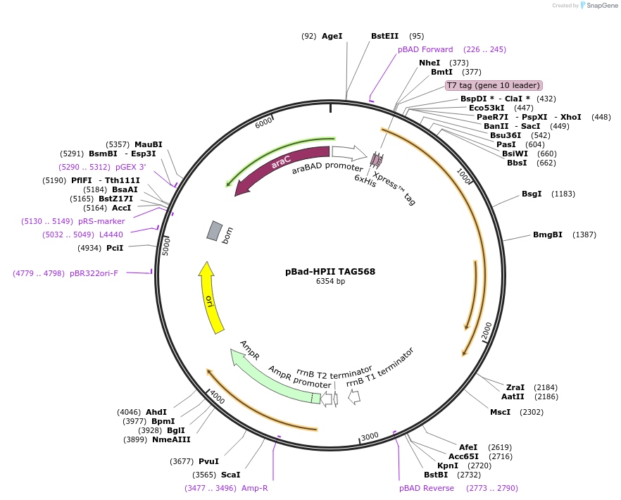 105845-plasmid-map-sequence-id-205540