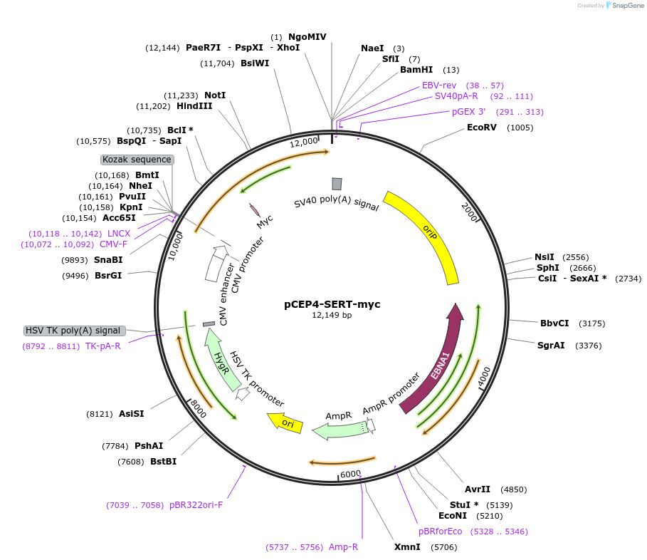 107456-plasmid-map-sequence-id-205545