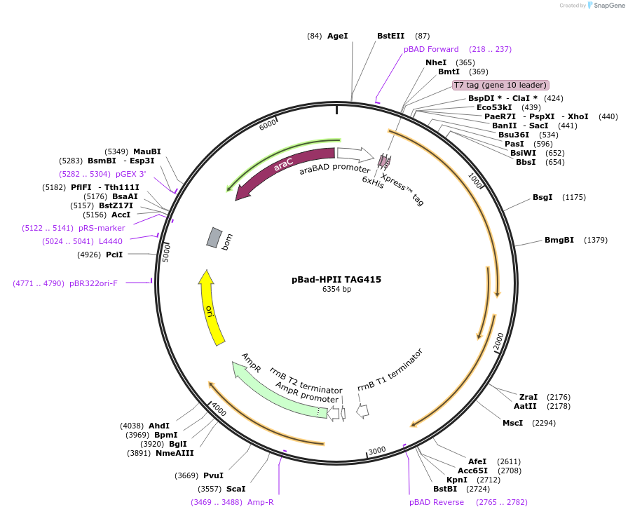 105847-plasmid-map-sequence-id-205555