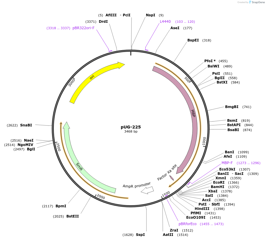 104656-plasmid-map-sequence-id-205593