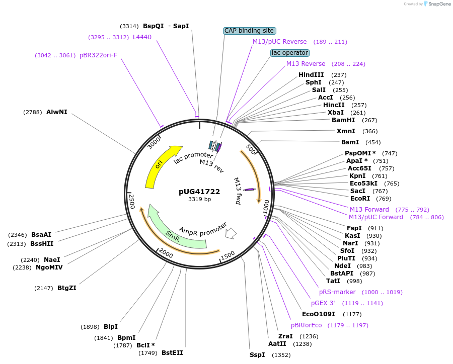 104659-plasmid-map-sequence-id-205596