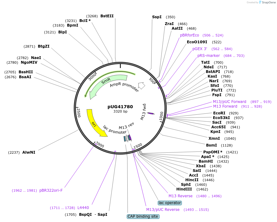 104662-plasmid-map-sequence-id-205599