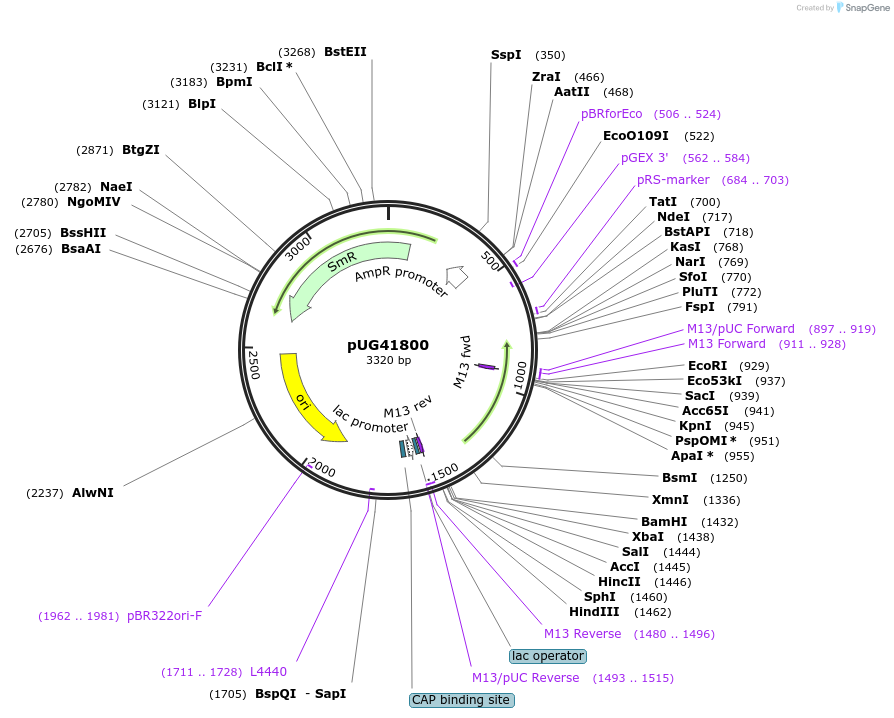 104663-plasmid-map-sequence-id-205600