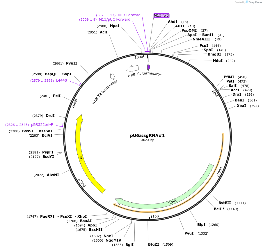 64245-plasmid-map-sequence-id-205603