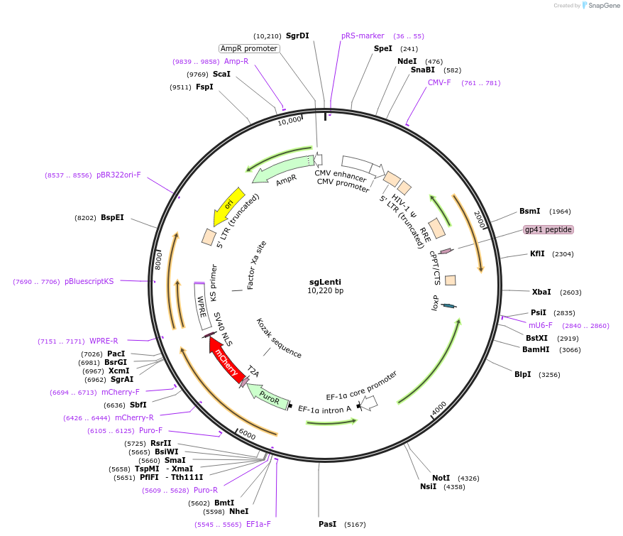 105996-plasmid-map-sequence-id-205607