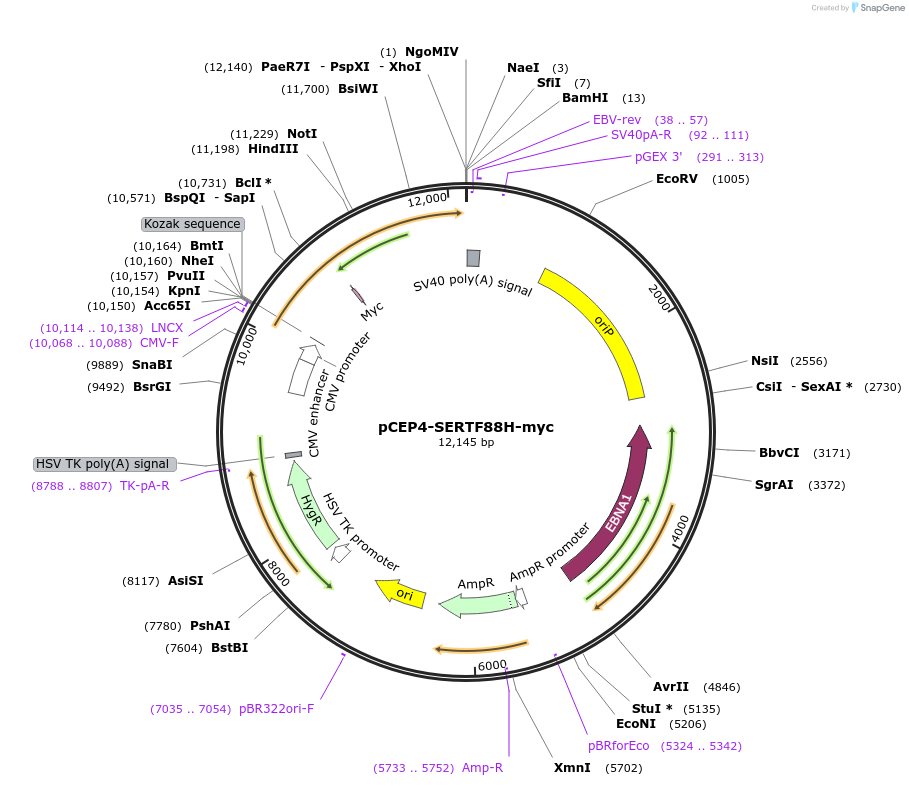 107478-plasmid-map-sequence-id-205623