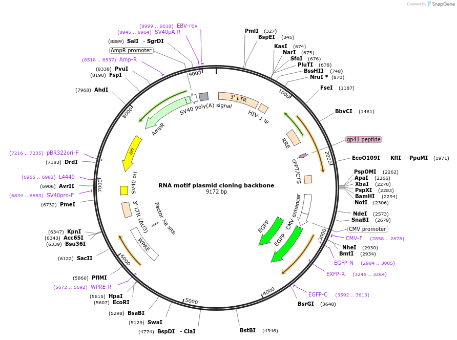 107253-plasmid-map-sequence-id-205654