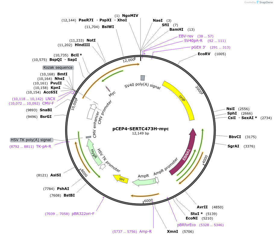 107491-plasmid-map-sequence-id-205691