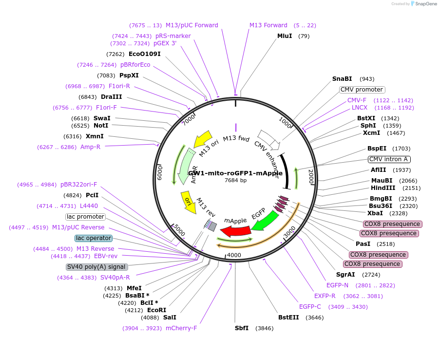 107218-plasmid-map-sequence-id-205715