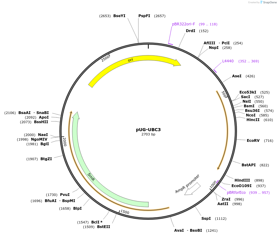 104669-plasmid-map-sequence-id-205775