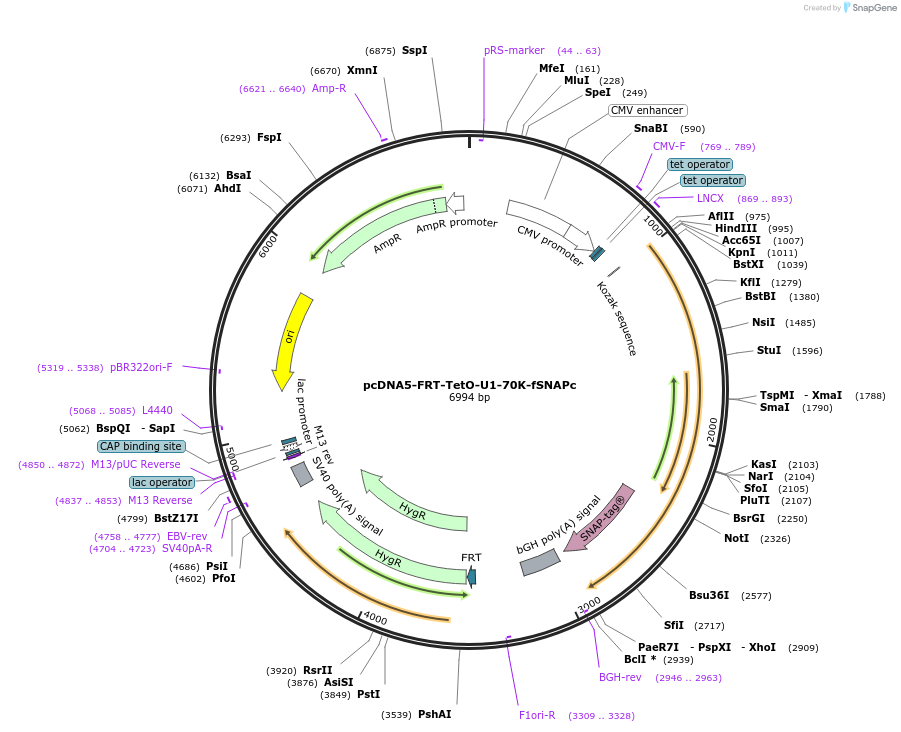106987-plasmid-map-sequence-id-205780