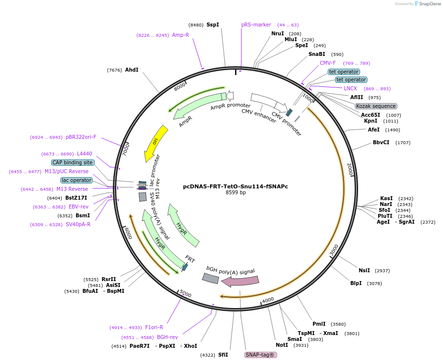106989-plasmid-map-sequence-id-205783