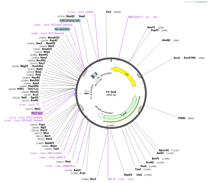 106993-plasmid-map-sequence-id-205785