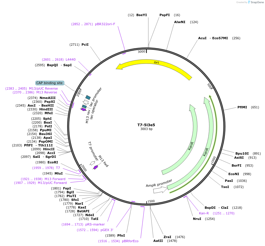 106995-plasmid-map-sequence-id-205787
