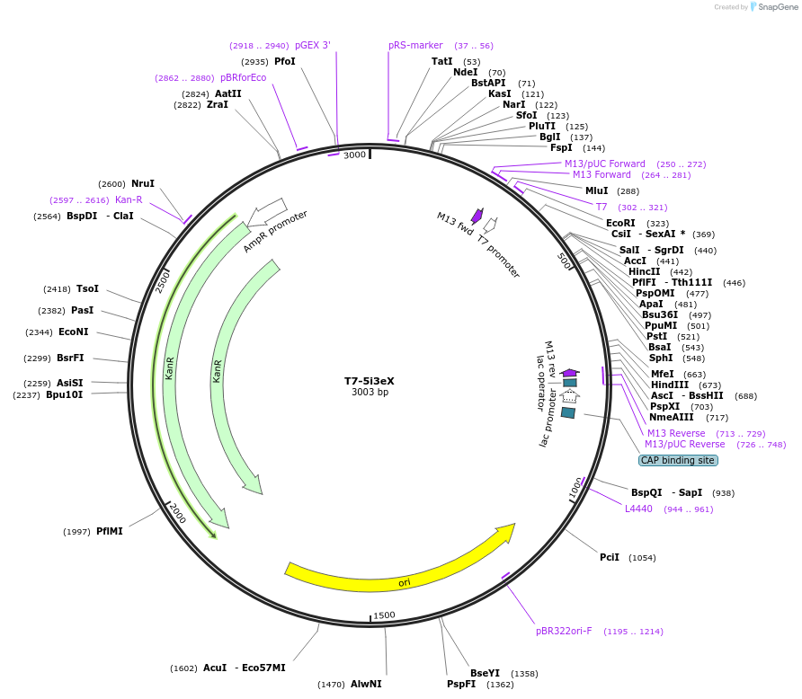 106996-plasmid-map-sequence-id-205788