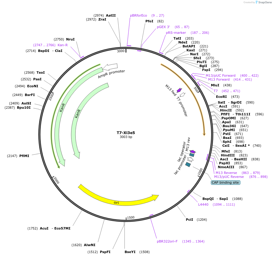 106997-plasmid-map-sequence-id-205789