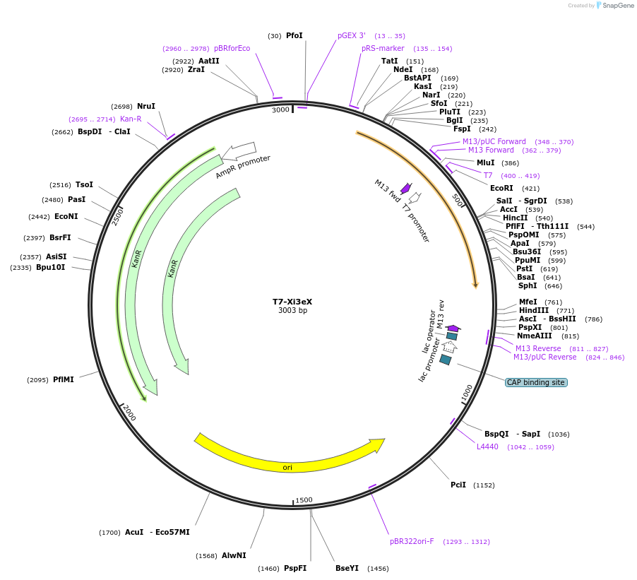 106998-plasmid-map-sequence-id-205790