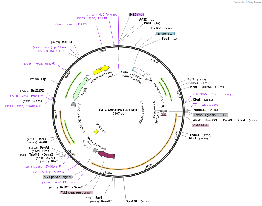 107272-plasmid-map-sequence-id-205803