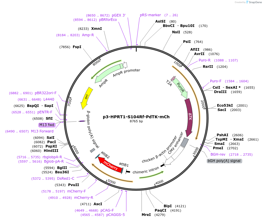 107277-plasmid-map-sequence-id-205830