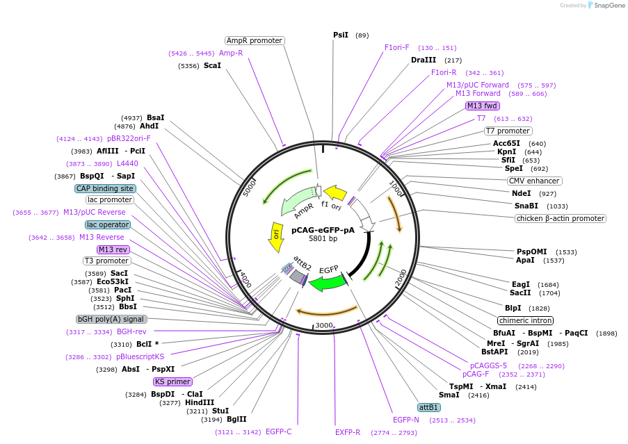 107281-plasmid-map-sequence-id-205860