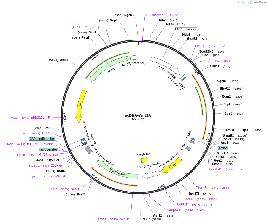 35908-plasmid-map-sequence-id-205950