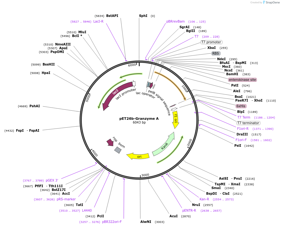 8823-plasmid-map-sequence-id-205966