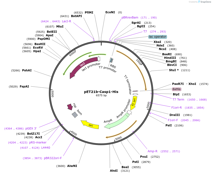 11809-plasmid-map-sequence-id-205971