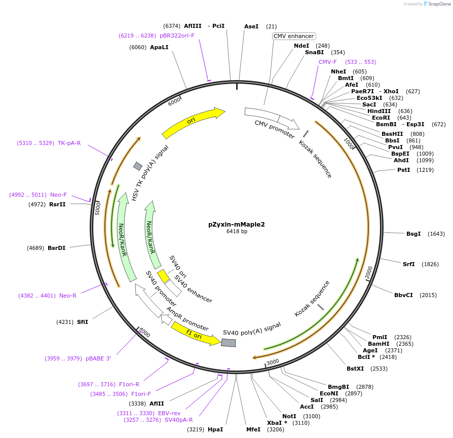 101150-plasmid-map-sequence-id-205974