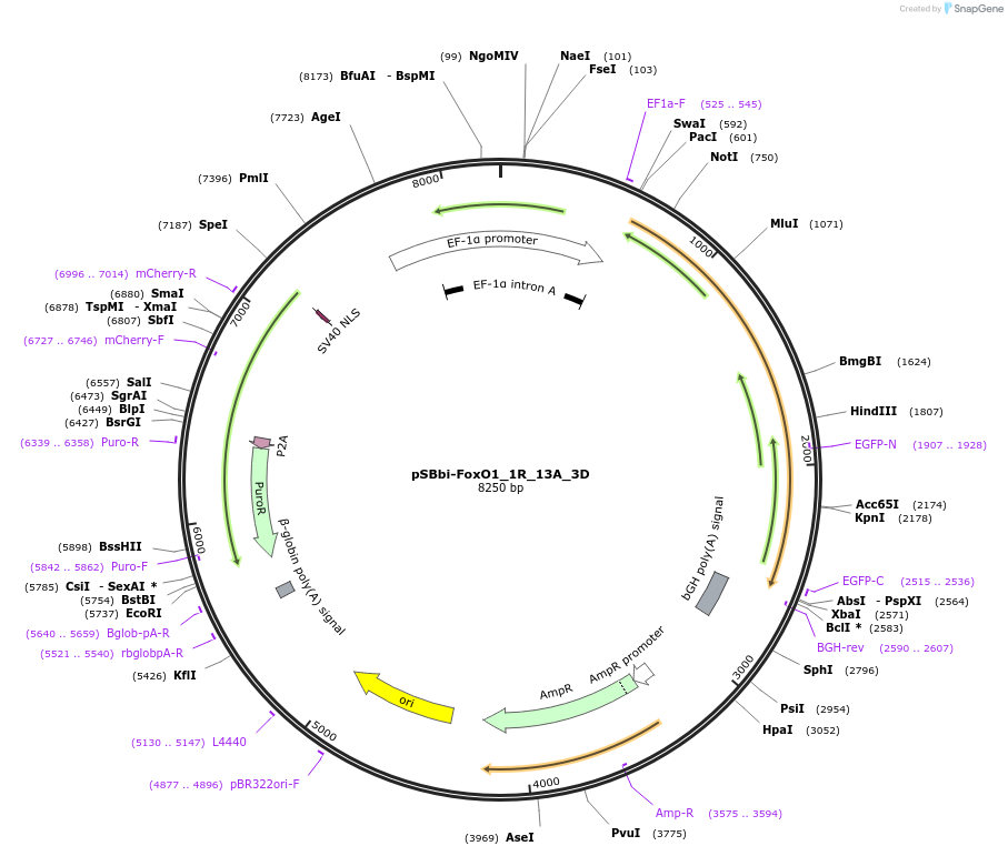 106279-plasmid-map-sequence-id-205981