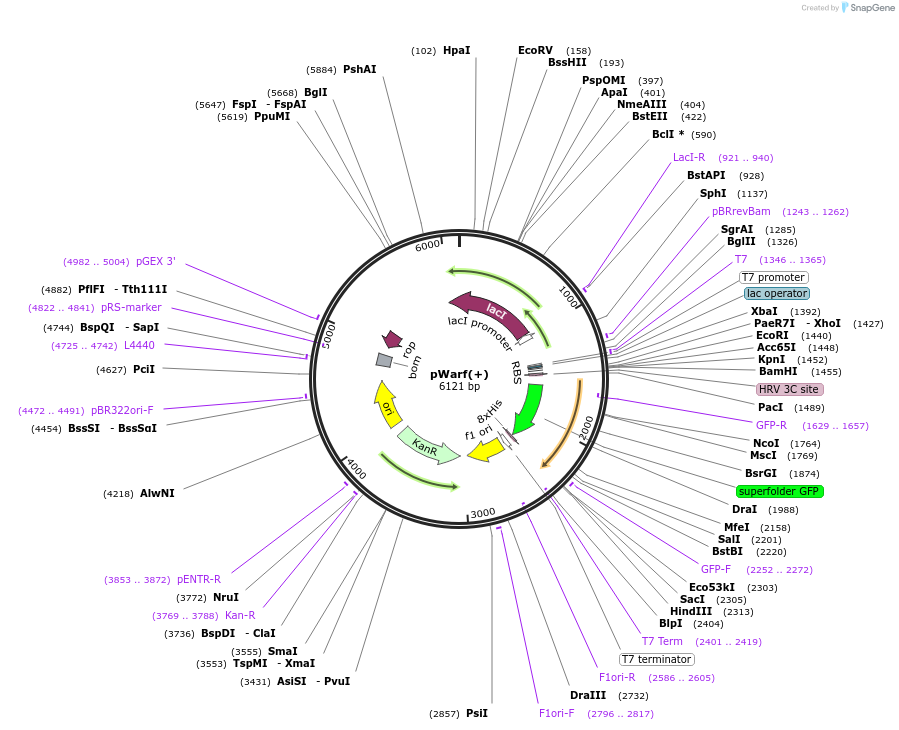34562-plasmid-map-sequence-id-206010