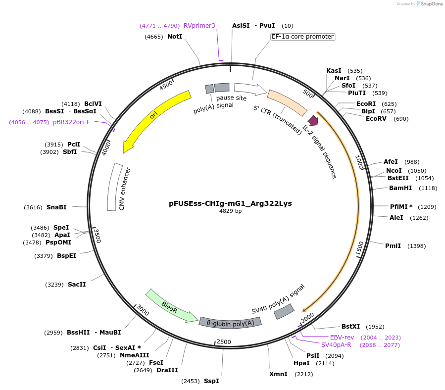 105849-plasmid-map-sequence-id-206011