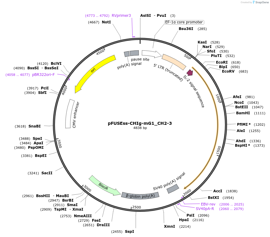 105851-plasmid-map-sequence-id-206013