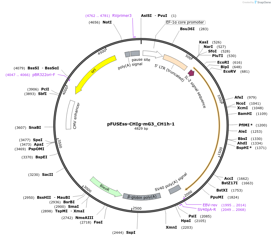 105856-plasmid-map-sequence-id-206028