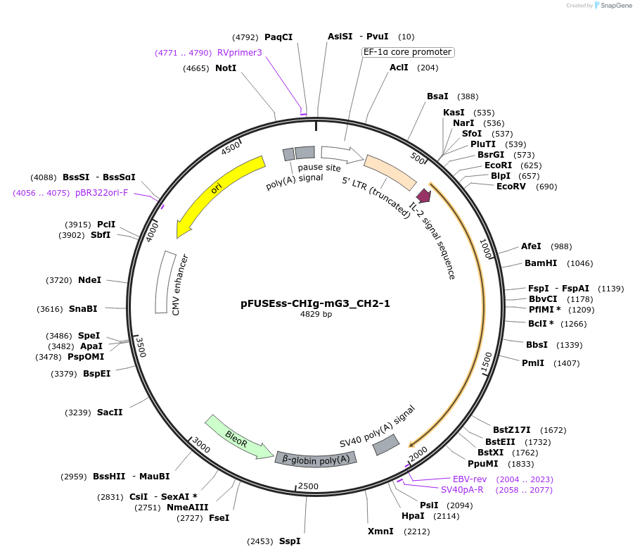 105857-plasmid-map-sequence-id-206029