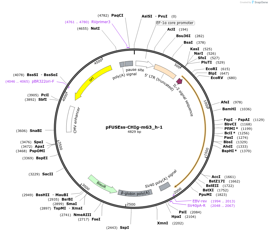 105861-plasmid-map-sequence-id-206033