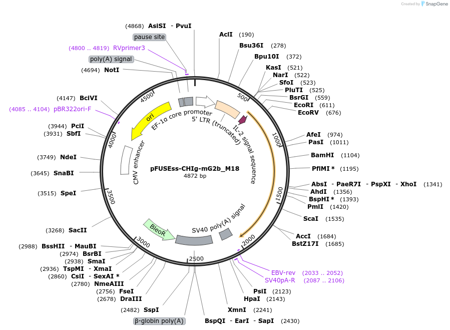 105931-plasmid-map-sequence-id-206037