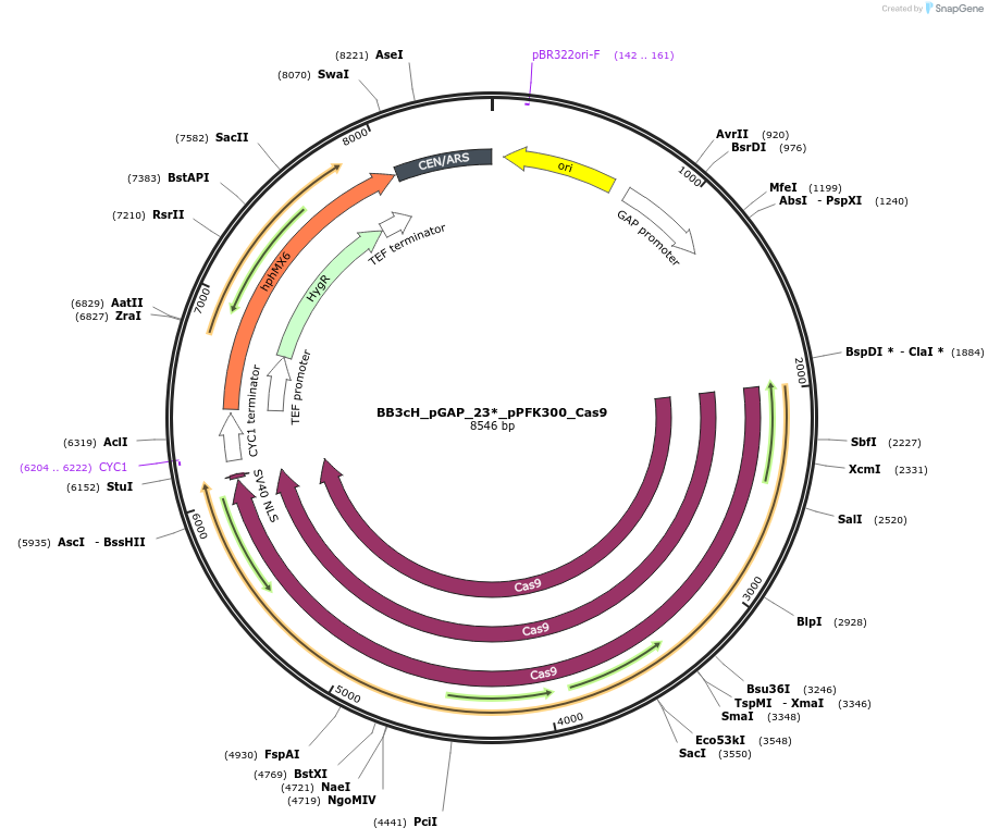 104912-plasmid-map-sequence-id-206066