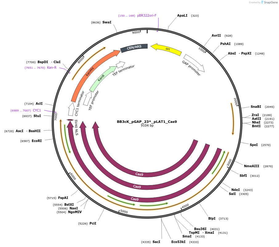 104908-plasmid-map-sequence-id-206067