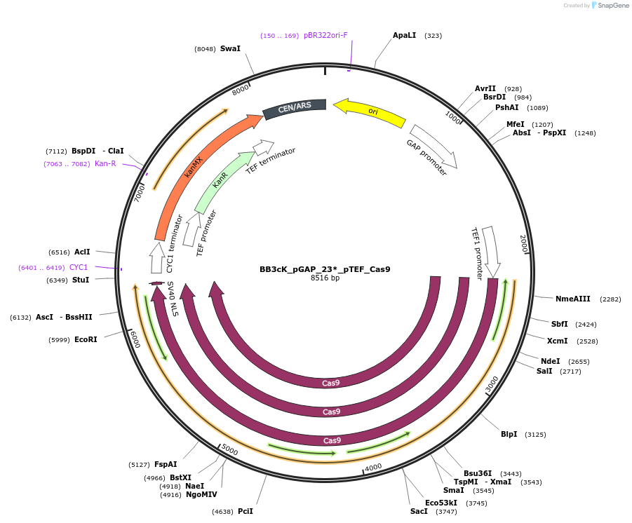 104909-plasmid-map-sequence-id-206071