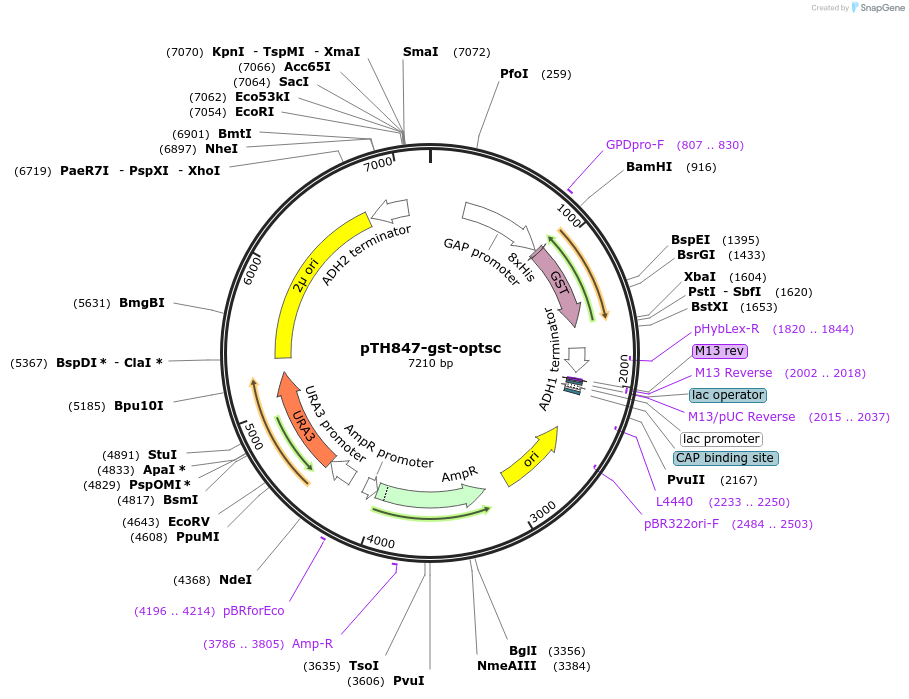 96908-plasmid-map-sequence-id-206073